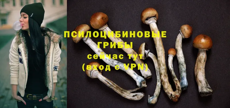 Галлюциногенные грибы Psilocybe  Белоярский 